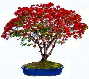 Flamboyant flame red flowers and fern-like foliage on an excellent indoor bonsai tree of the Royal Poinciana Delonix regia