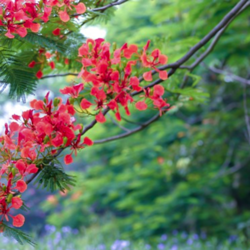 Vibrant red flowering display of the Delonix regia Royal Poinciana Flamboyant Flame Tree of Madagascar | Heartwood Seeds UK