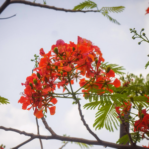 Beautiful vibrant red and long-lasting flowering display produced from April to August on a Phoenix Flame Tree Delonix regia