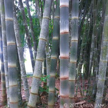 Load image into Gallery viewer, A grey fuzzy velvet layer covers the bright green culms of the giant bamboo Dendrocalamus asper | Heartwood Seeds UK
