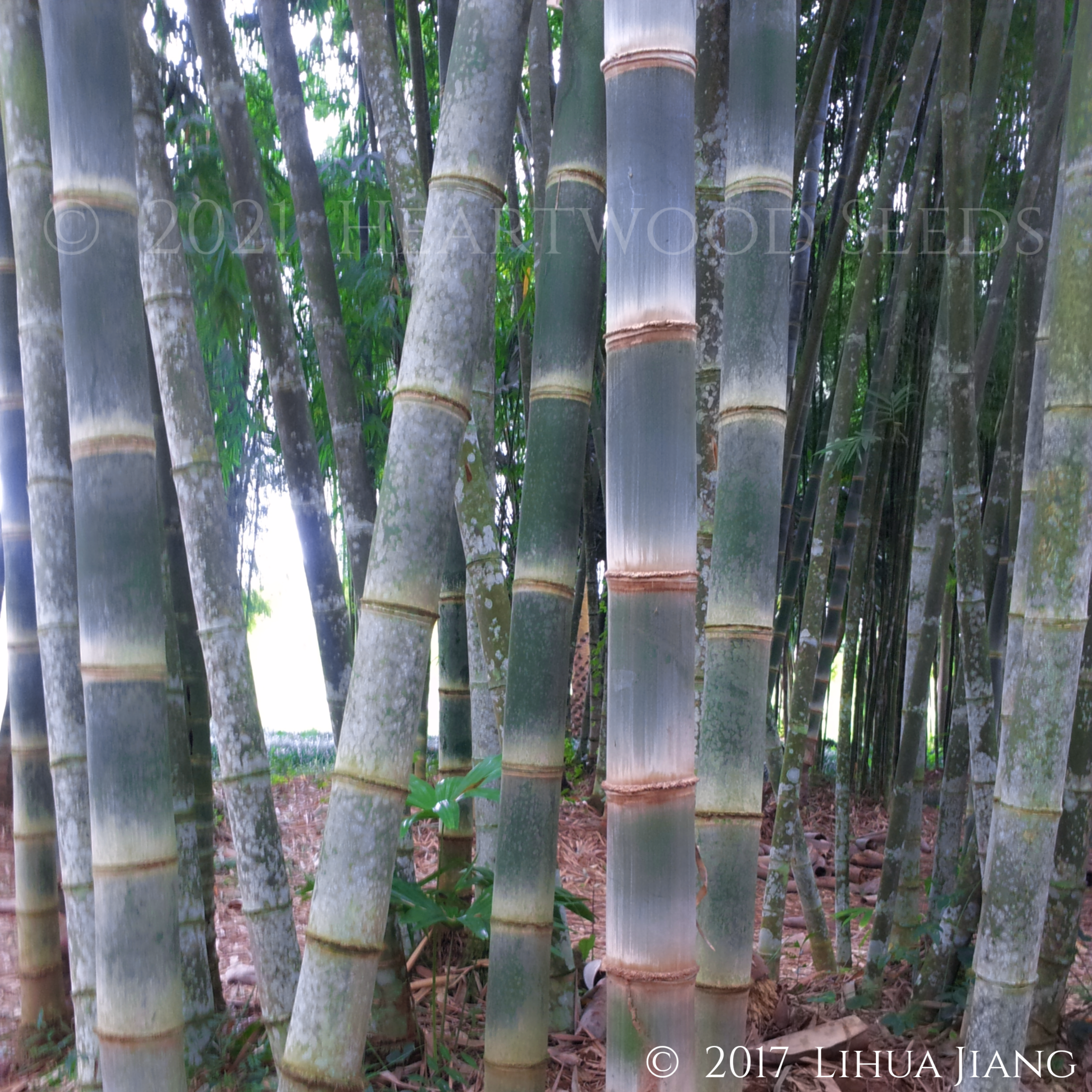 Dendrocalamus asper (Giant Bamboo) | 10 Seeds | £3.49