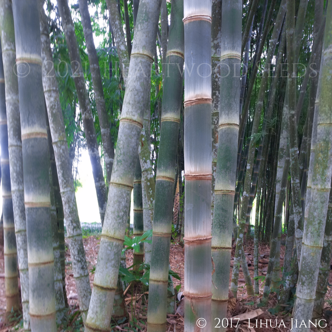 A grey fuzzy velvet layer covers the bright green culms of the giant bamboo Dendrocalamus asper | Heartwood Seeds UK