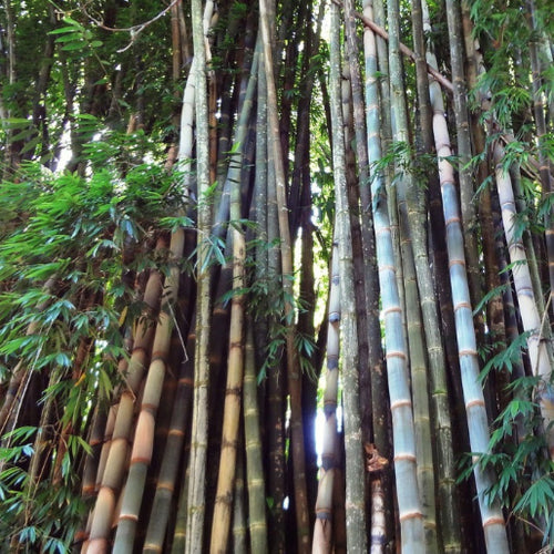Shiny grey coats stand out on the green and blue culms of a large clump of Dendrocalamus barbatus bamboo | Heartwood Seeds UK