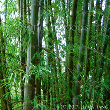 Load image into Gallery viewer, Glossy delicate green leaves contrast with the blue culms of the ornamental bamboo Dendrocalamus grandis | Heartwood Seeds UK