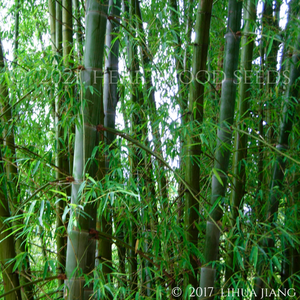 Glossy delicate green leaves contrast with the blue culms of the ornamental bamboo Dendrocalamus grandis | Heartwood Seeds UK