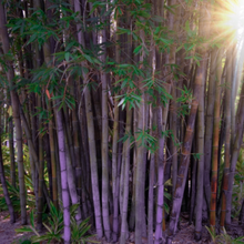 Load image into Gallery viewer, The attractive light blue and yellow striped culms of a Dendrocalamus latiflorus Taiwan Giant Bamboo | Heartwood Seeds UK