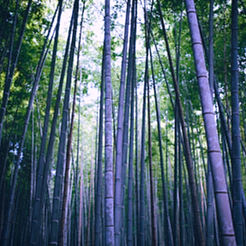 Weeping leaves hang above towering misty blue culms of a Dendrocalamus membranaceus Waya May Sang Bamboo | Heartwood Seeds UK