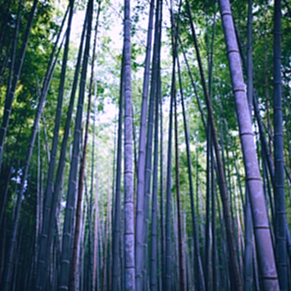 Dendrocalamus membranaceus - Giant Bamboo - Quinta dos Ouriques Dendrocalamus membranaceus - Giant Bamboo - Quinta dos Ouriques