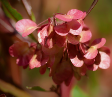 Load image into Gallery viewer, Pretty red winged summer to late-autumn seeds pods of Purple Hop Tree Dodonaea viscosa purpurea in coastal New Zealand garden