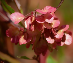 Pretty red winged summer to late-autumn seeds pods of Purple Hop Tree Dodonaea viscosa purpurea in coastal New Zealand garden