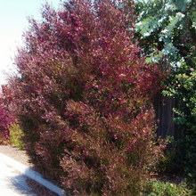 Load image into Gallery viewer, Wonderful small pink summer flowers of evergreen outdoor shrub hedge Purple Hop Tree Dodonaea viscosa &#39;purpurea&#39; in Australia