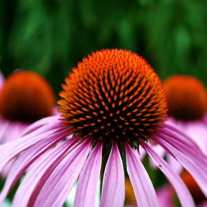Light-purple ray florets contrast beautifully with red-orange central disks on herbal Eastern Coneflower Echinacea purpurea