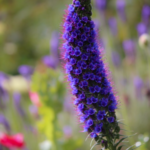 Beautiful blue flowers and grey-green foliage of a Pride of Madeira Echium fastuosum candicans plant in a sub-tropical garden