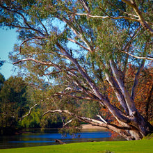 Load image into Gallery viewer, A Eucalyptus camaldulensis Murray Red River Gum tree stands at the side of a river bank within Australia | Heartwood Seeds UK
