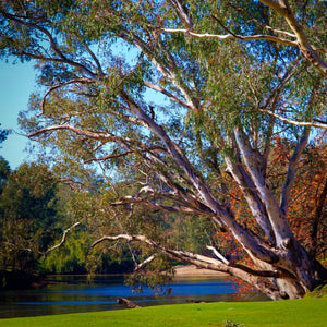 A Eucalyptus camaldulensis Murray Red River Gum tree stands at the side of a river bank within Australia | Heartwood Seeds UK
