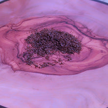 Load image into Gallery viewer, Eucalyptus deglupta Rainbow Eucalyptus seeds