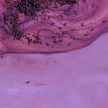Load image into Gallery viewer, Eucalyptus deglupta Rainbow Eucalyptus seeds close-up