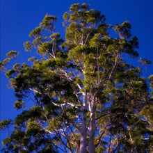 Load image into Gallery viewer, Tall Eucalyptus grandis Flooded Rose Gum Trees with straight cylindrical smooth white trunks stand within a coastal forest 
