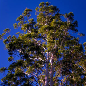 Tall Eucalyptus grandis Flooded Rose Gum Trees with straight cylindrical smooth white trunks stand within a coastal forest 
