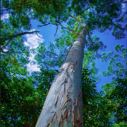 Bright Australian sky over the white-blue and orange bark of a Eucalyptus grandis Flooded Rose Gum Tree | Heartwood Seeds UK