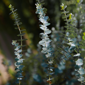 The highly ornamental and beautifully menthol-scented foliage of a Eucalyptus pulverulenta Baby Blue Dwarf Silver Dollar tree