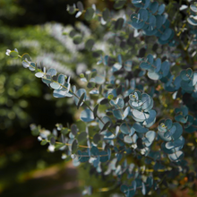 Load image into Gallery viewer, Intense silvery-blue and rounded leaves of a Eucalyptus pulverulenta Baby Blue Dwarf Silver Dollar tree | Heartwood Seeds UK