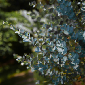 Intense silvery-blue and rounded leaves of a Eucalyptus pulverulenta Baby Blue Dwarf Silver Dollar tree | Heartwood Seeds UK