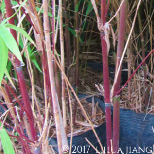 Bright green leaves compliment the red and chocolate brown culms of a Fargesia albocerea Umbrella Bamboo | Heartwood Seeds UK