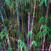 Load image into Gallery viewer, Shades of blue yellow and burgundy-red on the upright canes of a Fargesia fungosa Umbrella Bamboo | Heartwood Seeds UK