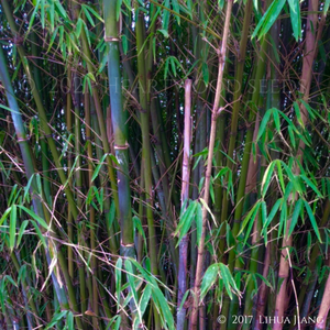 Shades of blue yellow and burgundy-red on the upright canes of a Fargesia fungosa Umbrella Bamboo | Heartwood Seeds UK