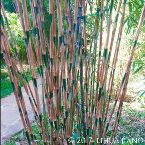 Weeping leaves hang from the yellow green to blue grey culms of the Umbrella Bamboo Fargesia gaolinensis | Heartwood Seeds UK