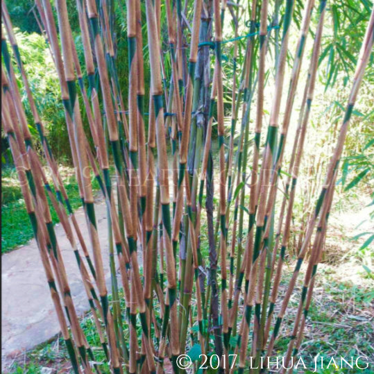 Weeping leaves hang from the yellow green to blue grey culms of the Umbrella Bamboo Fargesia gaolinensis | Heartwood Seeds UK