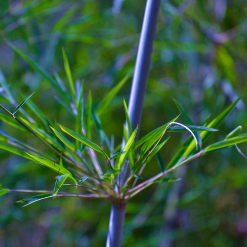 Stunning metallic blue culms and dainty bright green leaves of the Umbrella Bamboo Fargesia papyrifera | Heartwood Seeds UK 