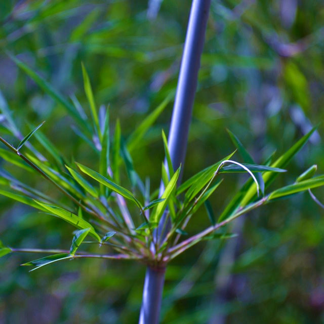 Fargesia papyrifera (Borinda papyrifera) - Blue Dragon Bamboo | 10 Seeds