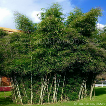 Load image into Gallery viewer, A handsome weeping clump of Fargesia yunnanensis Umbrella Bamboo with white and green striped culms | Heartwood Seeds UK