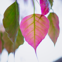 Load image into Gallery viewer, Bright pink attractive heart-shaped leaves with pointed tips emerge from the stem of a Ficus religiosa Bodhi Peepal Tree