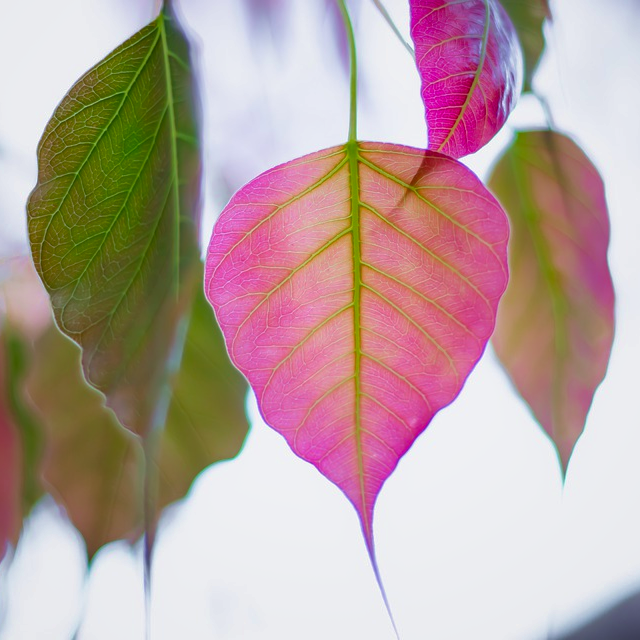 Bright pink attractive heart-shaped leaves with pointed tips emerge from the stem of a Ficus religiosa Bodhi Peepal Tree