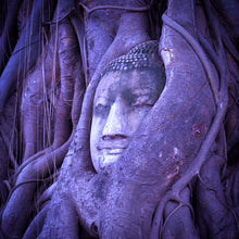 Load image into Gallery viewer, The head of Lord Buddha carved into the ancient roots of a Ficus religiosa Bodhi Peepal Tree in Thailand
