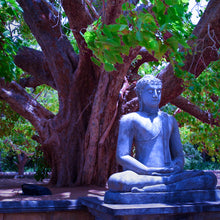Load image into Gallery viewer, A Ficus religiosa Bodhi Peepal Tree stands with an elegant mythical shape at a Buddhist temple in India | Heartwood Seeds UK
