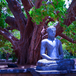 A Ficus religiosa Bodhi Peepal Tree stands with an elegant mythical shape at a Buddhist temple in India | Heartwood Seeds UK

