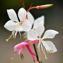 Load image into Gallery viewer, Bright white and pink summer flowers of the herbaceous perennial Whirling Butterflies Gaura lindheimeri | Heartwood Seeds UK