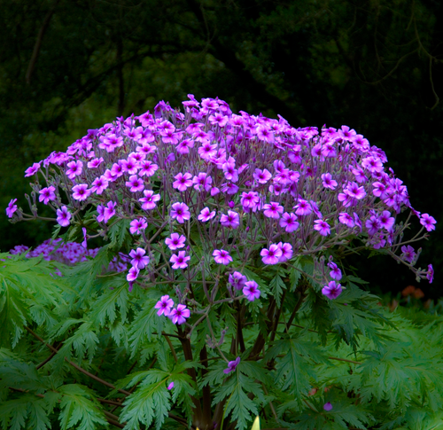 Spectacular magenta-pink flowers & fern-like foliage of the Giant Madeira Cranesbill Geranium maderense | Heartwood Seeds UK