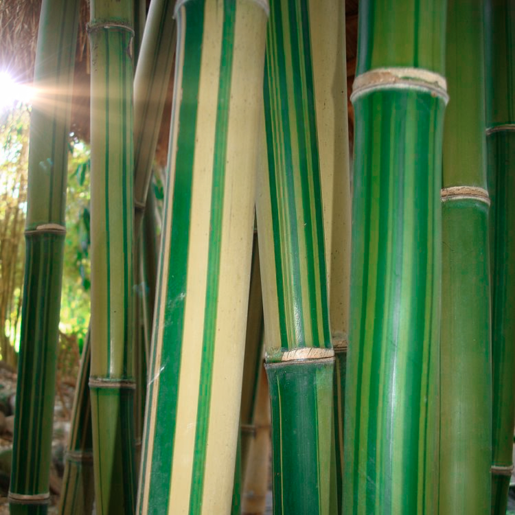 Attractive blue-green and white-yellow striped culms of giant bamboo Gigantochloa 'Bicolor' shine in sun | Heartwood Seeds UK