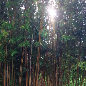 Attractive striped green-yellow markings on culms of a large specimen bamboo Gigantochloa 'Bicolor' clump in Myanamar garden