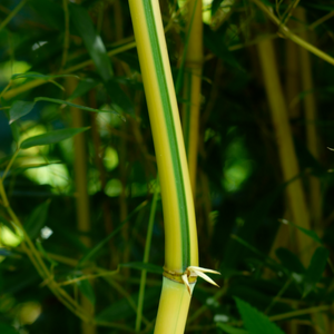 Beautiful bright green and yellow striped canes of rare giant bamboo Gigantochloa 'Bicolor' within an outdoor summer garden