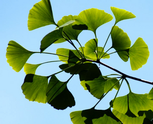 Bright lime-green spring fan-shaped leaves of the Maidenhair Fossil Tree Ginkgo biloba dance in the wind within bright sun