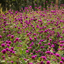 Load image into Gallery viewer, A field of bright magenta pom-pom flowerheads of the florist&#39;s favourite Gomphrena globosa Globe Amaranth within autumn
