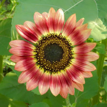 Load image into Gallery viewer, Beautiful golden-yellow tipped mahogany-red Helianthus annuus &#39;Autumn Beauty&#39; sunflower within sunshine | Heartwood Seeds UK