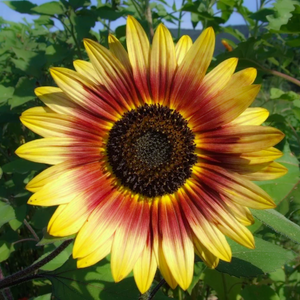 Sunlight filters through artistic cream and mahogany-red petals of the remarkable sunflower Helianthus annuus 'Autumn Beauty'