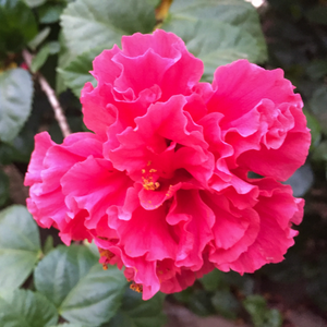 Deep-pink colour changing autumn garden flowers and attractive palmately-lobed foliage on Cotton Rose tree Hibiscus mutabilis